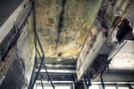 Best Basement Mold Removal  in Meridianville, AL